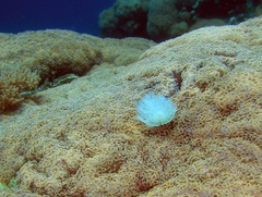 Fimbriaphyllia ancora