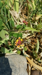 Exoprosopa rostrifera