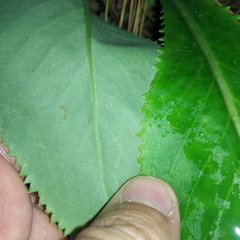 Packera toluccana