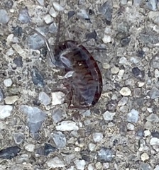 Arcitalitrus sylvaticus