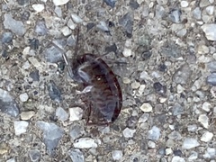 Arcitalitrus sylvaticus