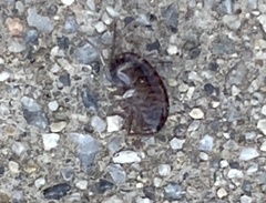 Arcitalitrus sylvaticus