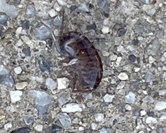 Arcitalitrus sylvaticus