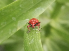Lilioceris faldermanni