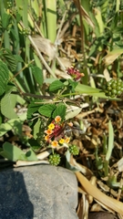 Exoprosopa rostrifera