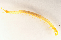 Cryptopidae