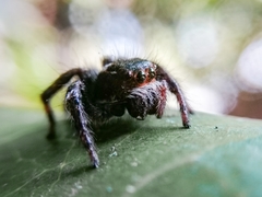 Carrhotus viduus