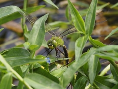 Anax guttatus