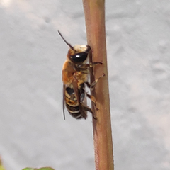 Megachile lanata