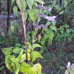 Salvia concolor