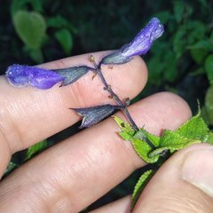 Salvia concolor