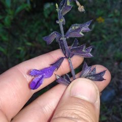 Salvia concolor