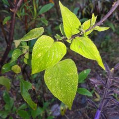 Salvia concolor