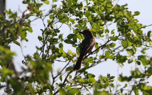Yucatan Flycatcher (Myiarchus yucatanensis), photo 8