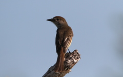 Myiarchus yucatanensis