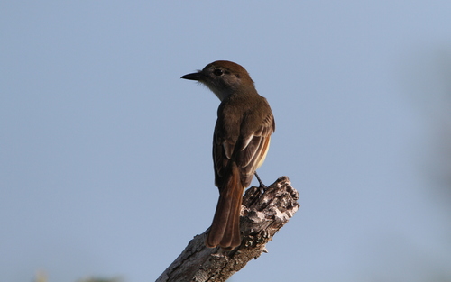 Yucatan Flycatcher (Myiarchus yucatanensis), photo 10