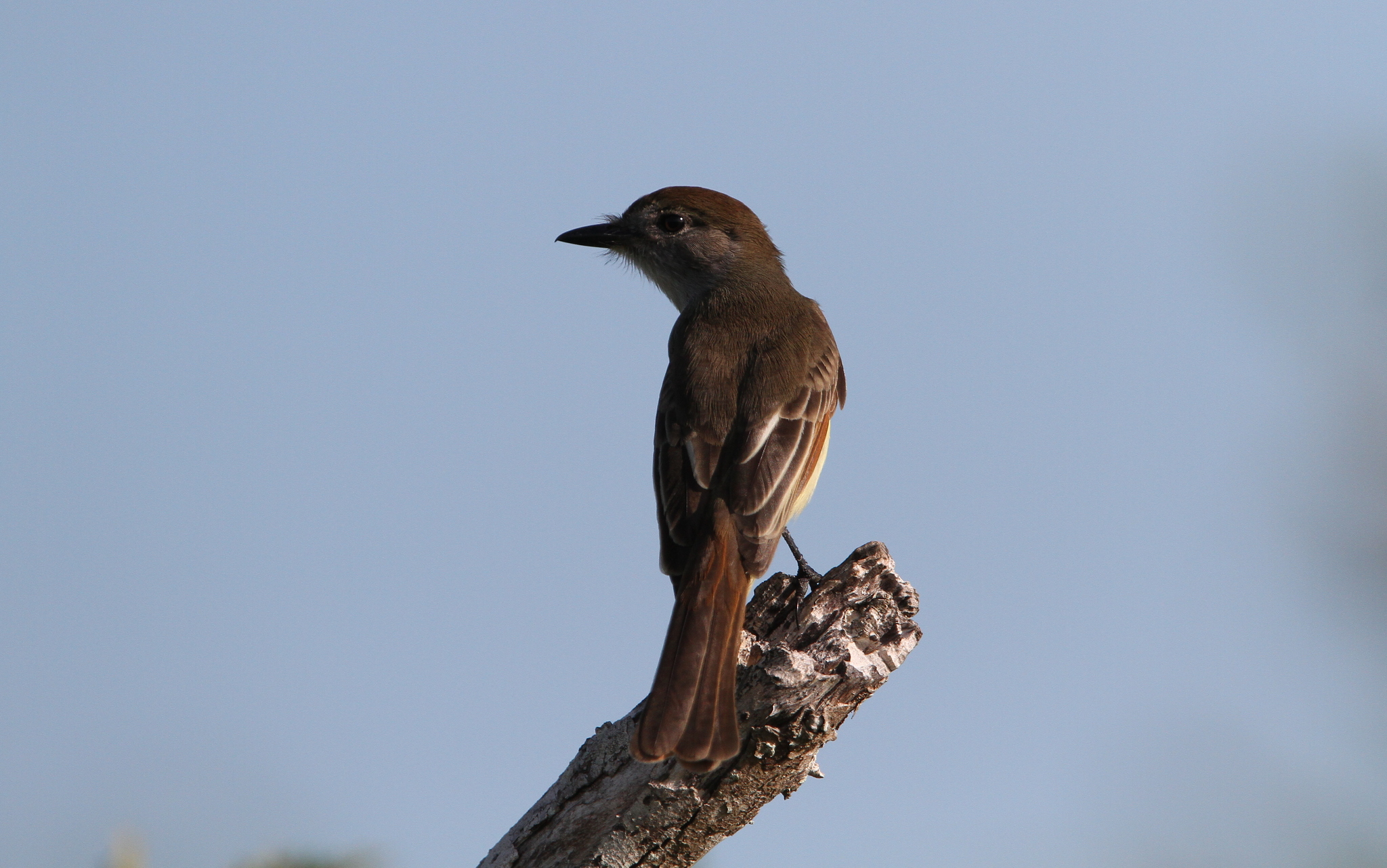 Yucatan Flycatcher illustration