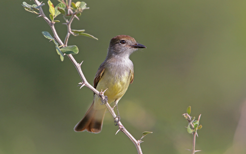 Yucatan Flycatcher (Myiarchus yucatanensis), photo 6