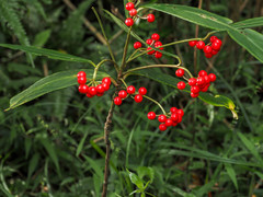 Ardisia crispa