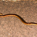 Beddome's Caecilian - Photo (c) S.MORE, some rights reserved (CC BY-NC), uploaded by S.MORE