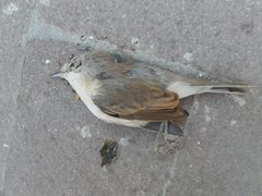 Curruca curruca