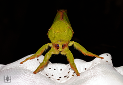 Aenetus eximia