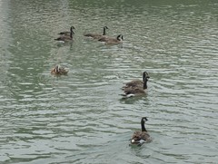 Branta canadensis