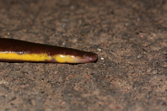 Ichthyophis beddomei