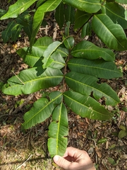 Flindersia bennettii