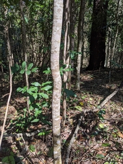 Flindersia bennettii