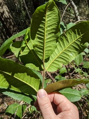 Flindersia bennettii
