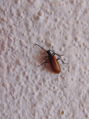 Lagria grenieri