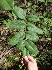 Flindersia bennettii