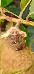Lymantria ampla