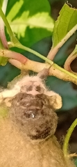 Lymantria ampla