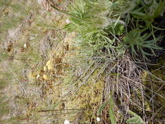 Lomatium simplex