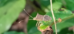 Gonocerini