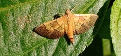 Syngamia latimarginalis