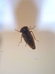 Idiocerus herrichii