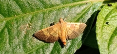 Syngamia latimarginalis