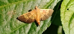 Syngamia latimarginalis