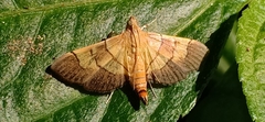 Syngamia latimarginalis