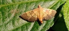 Syngamia latimarginalis