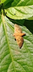 Syngamia latimarginalis