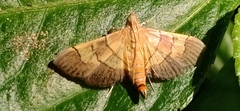 Syngamia latimarginalis