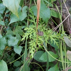 Selaginella delicatula