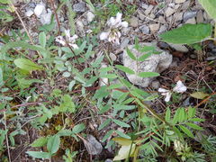 Astragalus robbinsii