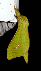 Aenetus eximia