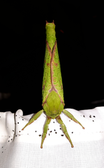Aenetus eximia