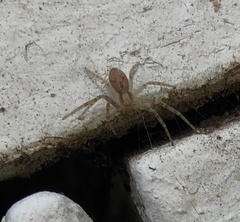 Philodromus albidus